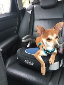 Wency’s Dog & Puppy Training