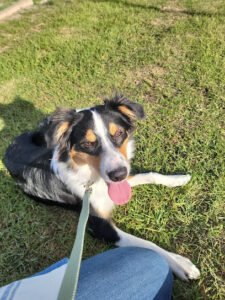 TaylerMade Training and Pet Supplies
