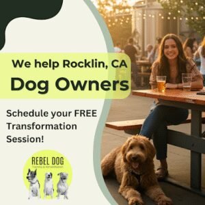 Rebel Dog Training