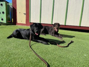 Fon’s Canines Professional Dog Training and Sales