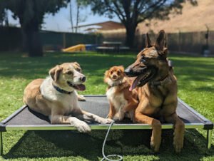 Blue Star Dog Training