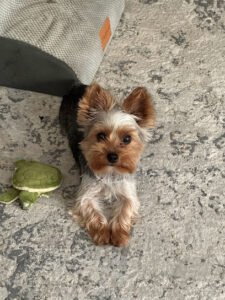 PetSmart Dog Training