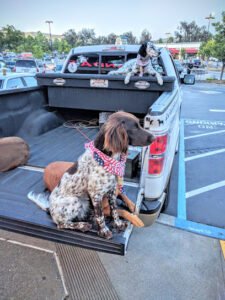 Dogs of the Feather