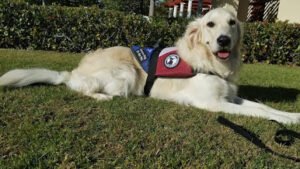 Dog Code Training
