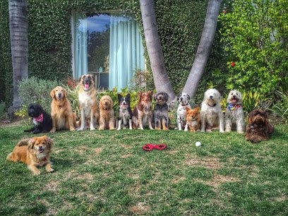 Brigitte Bard Holistic Dog Training