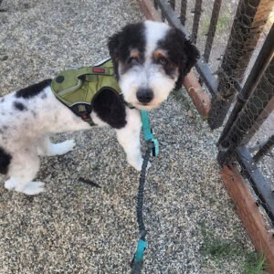 Mecole’s Mobile Dog School