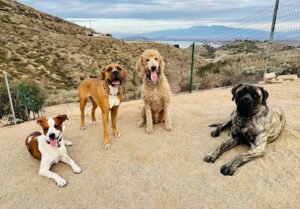 Topline K9 Services