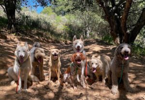The Natural Dog