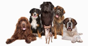 Wag Time Dog Training – Don Kirkish