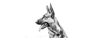 Clickstart Dog Training Academy