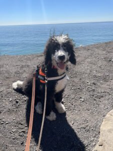 Emily’s k9 training