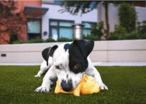 West Los Angeles Obedience