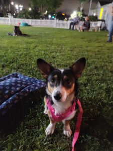 K9 iQ Dog Sports inc