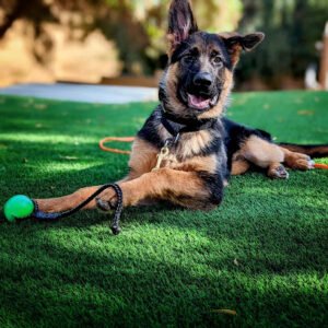Happy Dog Training