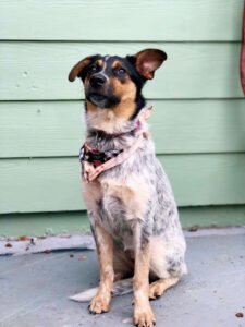 Born Free Dog Training