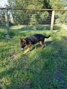 Michael Ellis School For Dog Trainers