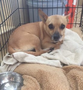 Tony Nila Canine Behaviorist Orange County | Puppy & Dog Training Orange County