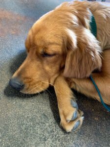 Woof Training