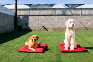 Kind To Canines