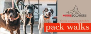 K-Nine Solutions Dog Training