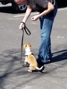 Rav’n Dog Training
