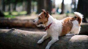 Ridgeside K9 NorCal Dog Training
