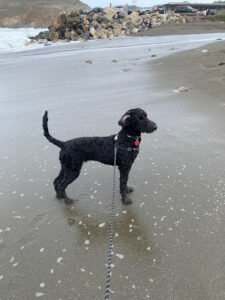 California Service Dog Academy