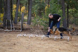 Lower Lassen K-9 Training and Shasta Dog Training