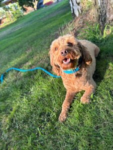 Prestige K9 Dog Training/Boarding