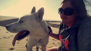 Wild Dog Pet Services