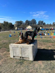 K-9 Clinic