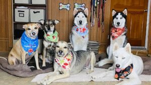 Palm Springs Dog Training, Brooke Fagel