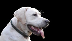 Bay K9