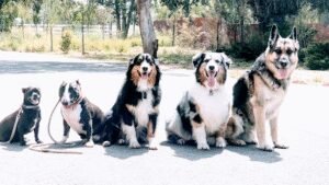 Heaven Sent K-9 Dog Training