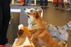 Zoom Room Dog Training