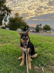 Epic Dog Academy LLC