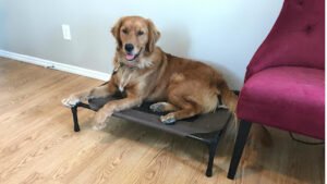 Dogspring Training