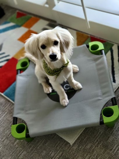 K9 Parent Training LLC