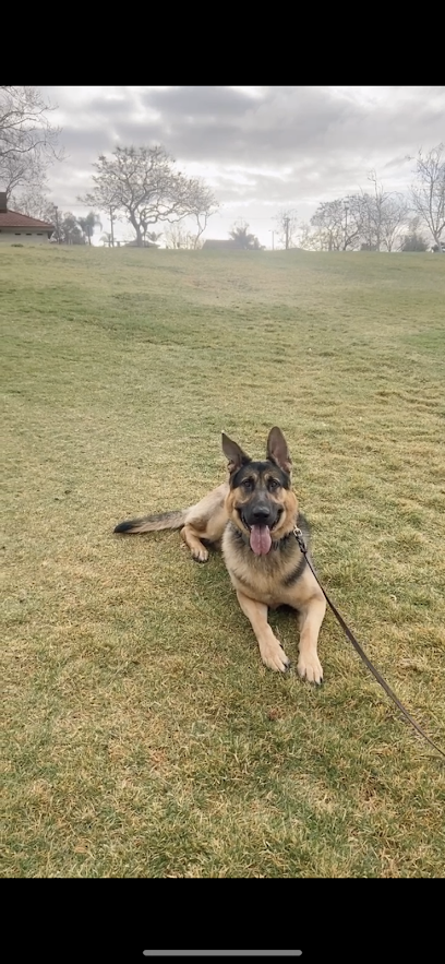 Adrastos Dog Training