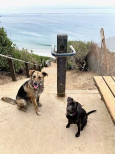 DOGGY BOOT CAMP-Santa Barbara