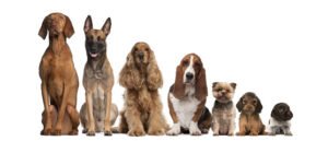 Your Pro Dog Trainer