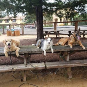 NexGen K9 Training
