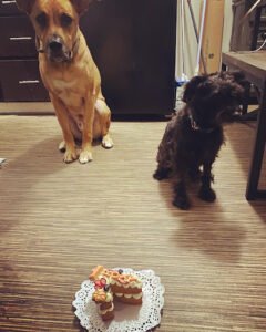 A Better Canine School-Dogs