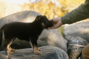 Taylor Made Working Dogs