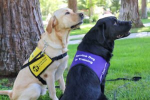 Guide Dogs of America – Tender Loving Canines