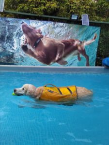 LapdogH2O Canine Aquatic Therapy