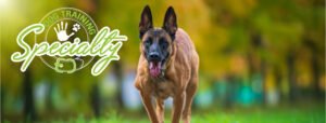 Specialty Dog Training