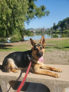 American Canine Training