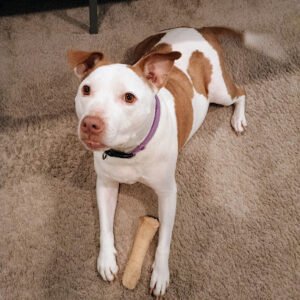 Cesar Millan’s Dog Psychology Center