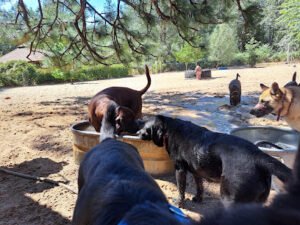 PAWS’itive Pals Dog Training
